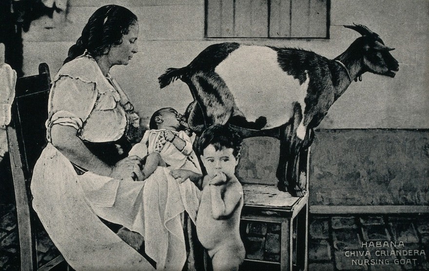 Havana, baby taking milk from a goat, Photograph 1930