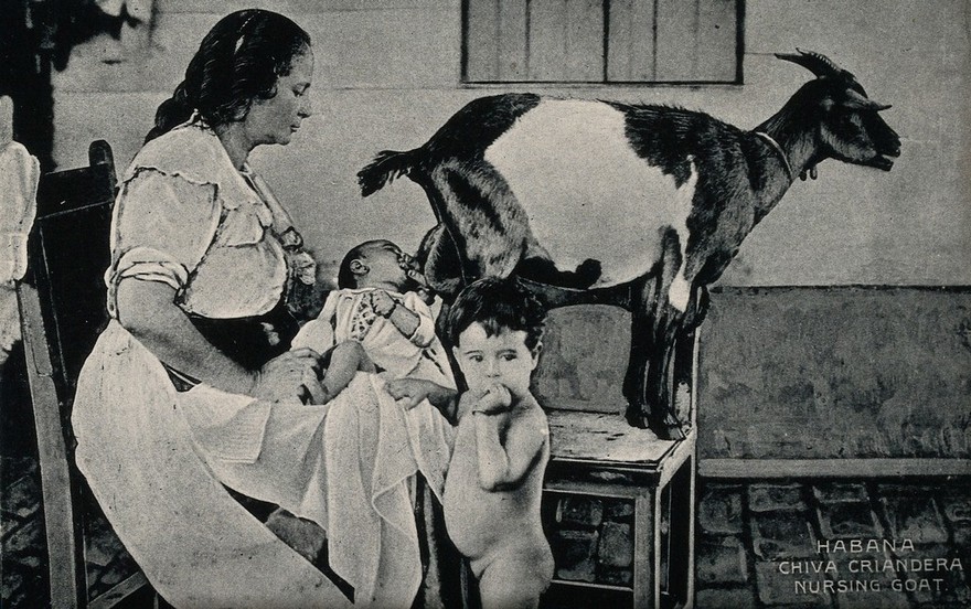 A woman is holding a baby who is drinking milk from a goat; child in the foreground. Process print.