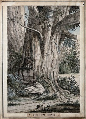 Hindu ascetic seated under a tree, near Calcutta, West Bengal. Coloured etching by François Balthazar Solvyns, 1799.