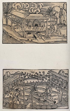 Ten bee-hives on wooden shelves; two men working in the foreground. Woodcut, ca. 1502.