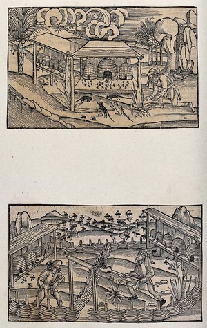 view Ten bee-hives on wooden shelves; two men working in the foreground. Woodcut, ca. 1502.