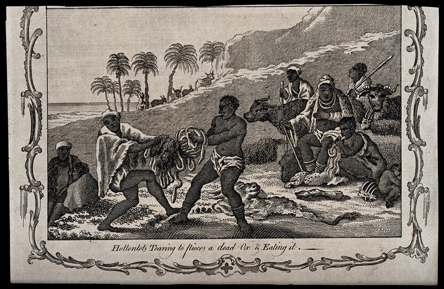 Two Khoikhoi people (South African tribe) tearing the intestines of an ox apart to eat; four men seated in the background, one of them eating intestines of the ox. Engraving, 1768.
