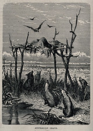 Australia: a dead body placed on an elevated wooden structure; dingos seated below. Wood engraving after G. Doré, ca. 1865.