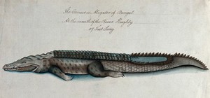 view A crocodile encountered in the Hooghly river. Watercolour attributed to M. Harris.