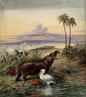 view An hippopotamus, a pelican, two flamingos, two water-rats, two ostriches and a crocodile in a landscape. Watercolour.