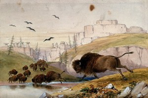 view Bison crossing a river; stone monuments in the background. Watercolour.