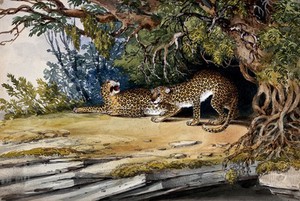 view Two leopards in a landscape. Watercolour.