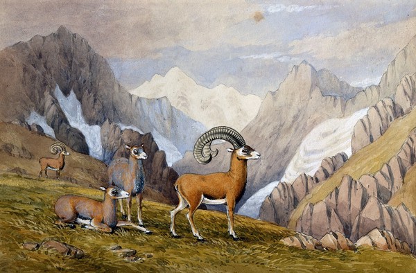 Four ibexes or mountain goats. Watercolour.