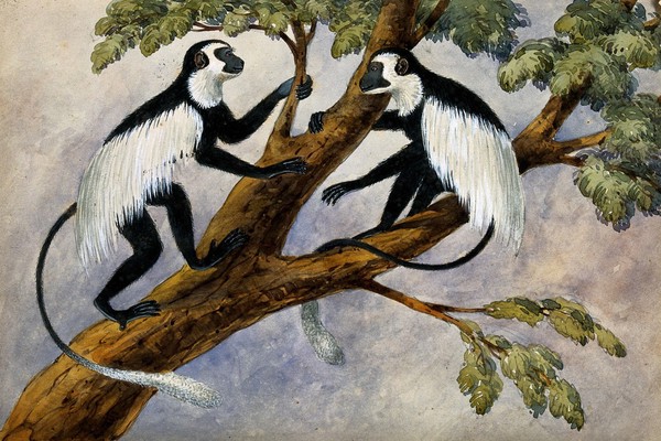 Two monkeys on a branch. Watercolour.