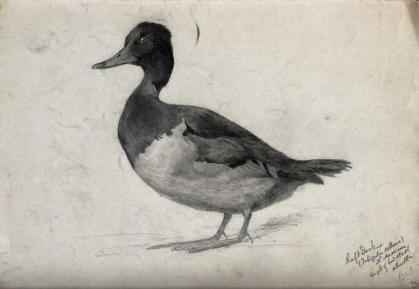 Raft duck. Drawing.