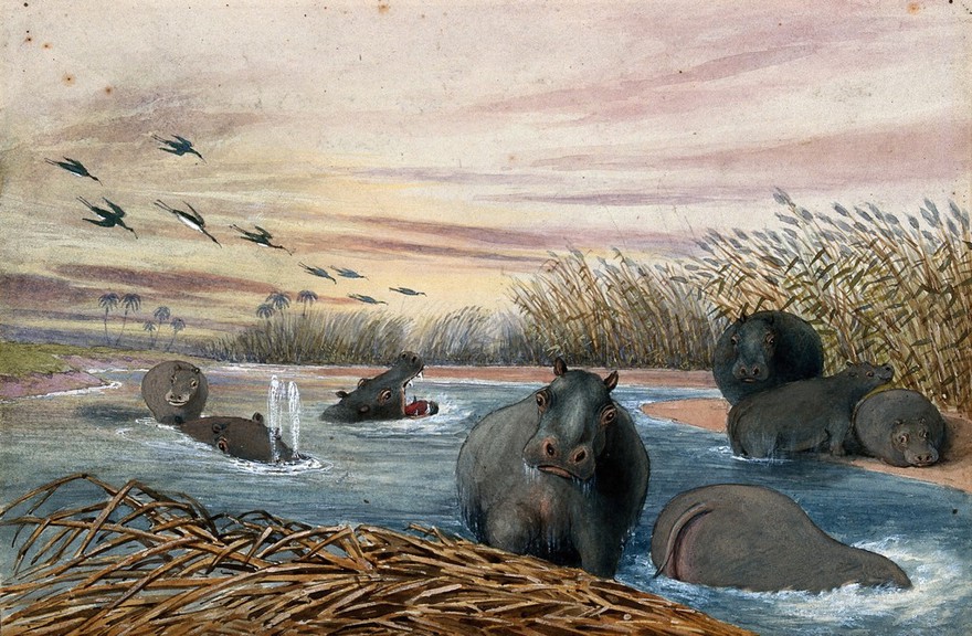 Eight hippopotami in a river. Watercolour.