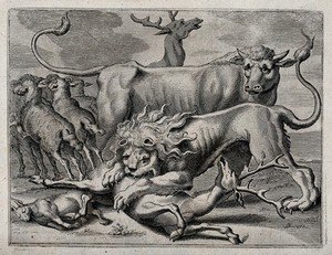 view A lion attacking a stag; sheep and cow in the background. Engraving.