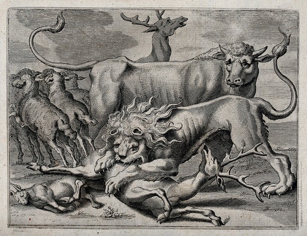 A lion attacking a stag; sheep and cow in the background. Engraving.