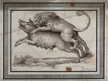 A lion attacking a wild boar. Engraving by F. Rosaspina after Titian (?), ca. 1800.