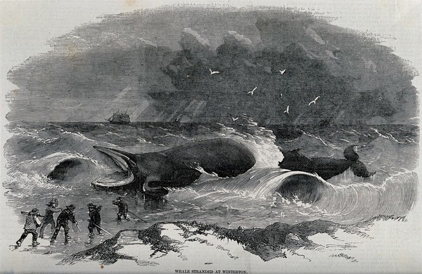 A whale stranded on the coast at Winterton-on-Sea, Norfolk; five men in the foreground, ship in the background. Wood engraving, 1857.