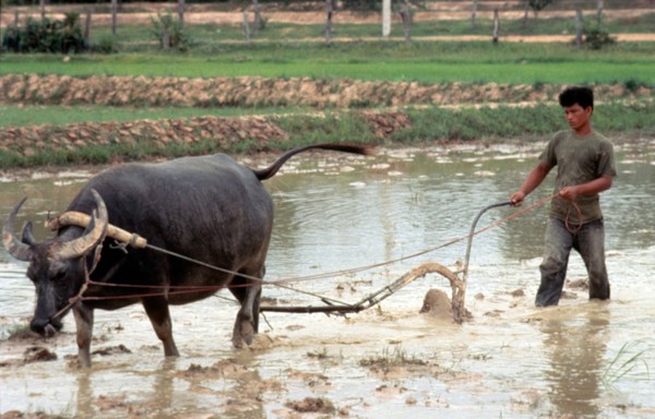 Land preparation: ploughing with water buffalo