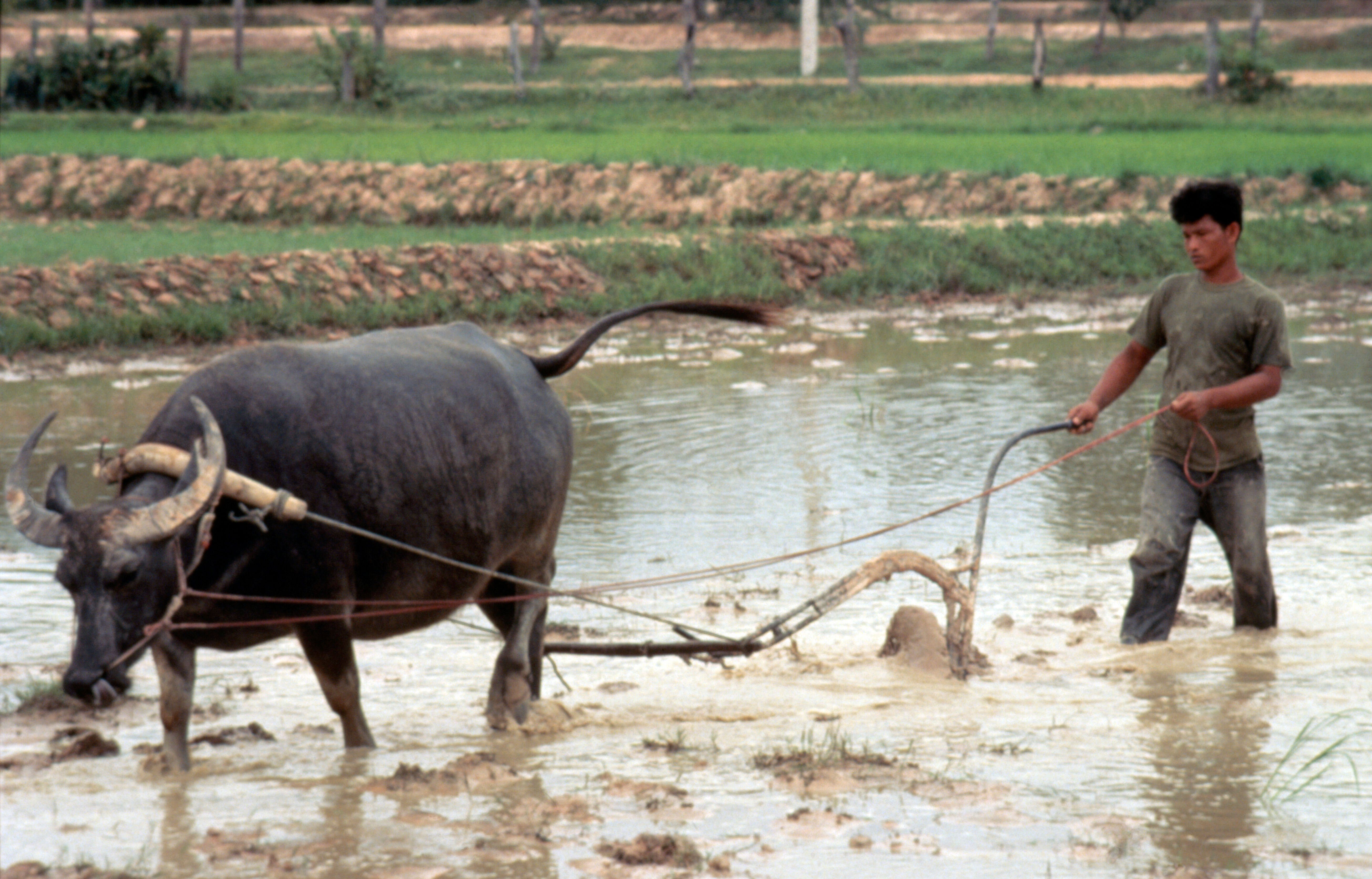 Land preparation ploughing with water buffalo wellcome collection