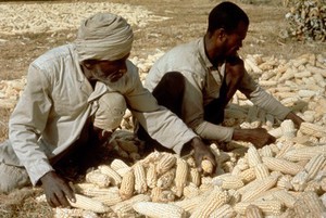 view Agriculture: harvesting maize