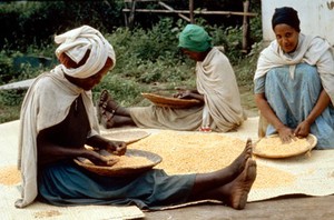 view Sifting cereals