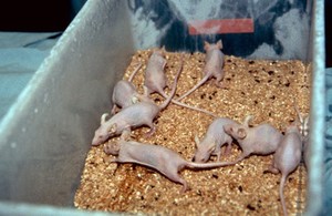 view Mice used in leprosy research