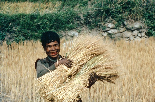 Agriculture: harvesting wheat