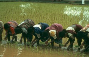 view Agriculture: planting rice