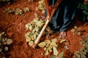 view Leprosy: prevention of injury