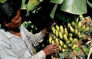 view Inspecting bananas