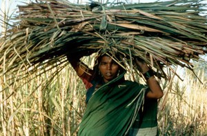 view Harvesting sugar cane