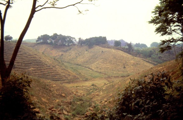 Terraced fields in Bangladesh