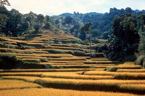 view Rice terraces in Indonesia