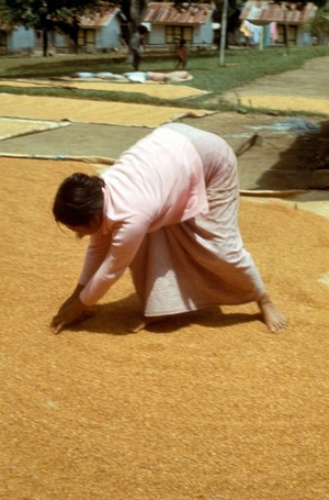 view Drying rice