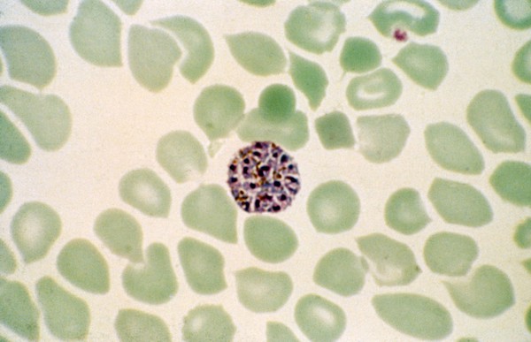 <i>Plasmodium vivax</i>