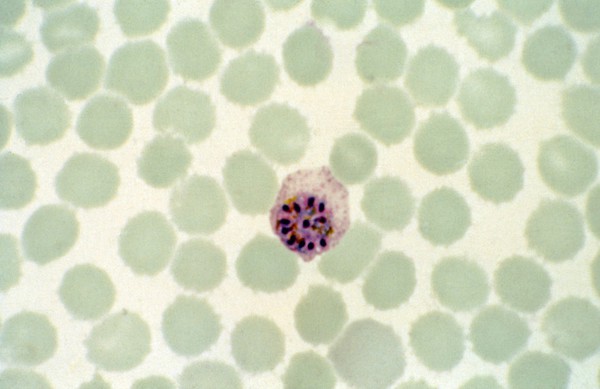 <i> Plasmodium ovale</i>