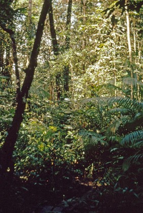 New World leishmaniasis focus: Catu forest in Belém, Brazil