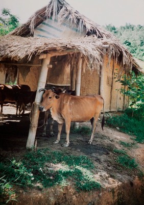 Livestock and trachoma control