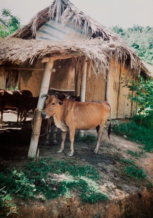 view Livestock and trachoma control