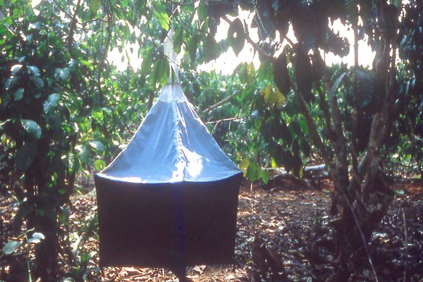 Monoconical tsetse fly trap in situ