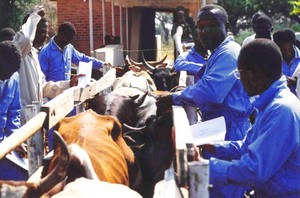 view Active surveillance of cattle for <i>Trypanosoma</i>