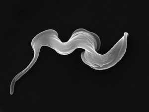 view <i>Trypanosoma brucei brucei</i>