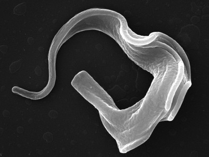 <i>Trypanosoma brucei brucei</i>