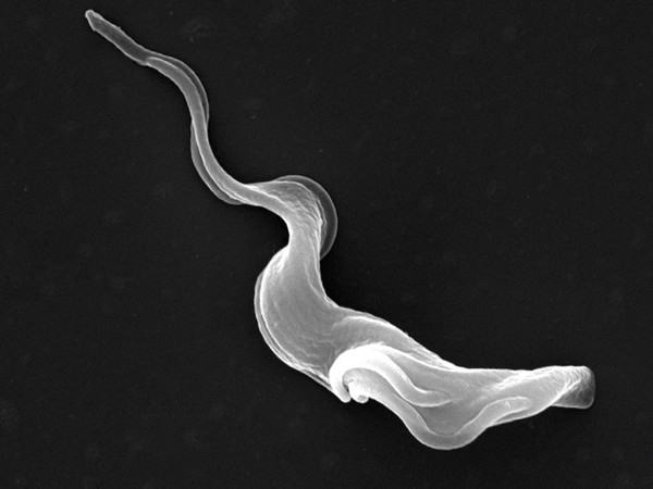 Trypanosoma brucei brucei