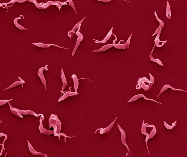 <i>Trypanosoma brucei brucei</i>