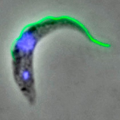 Immunoflourescence: <i>Trypanosome brucei brucei</i>