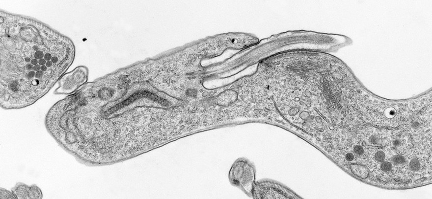 <i>Trypanosoma brucei brucei</i>