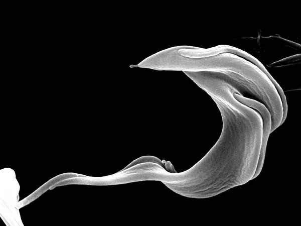 <i>Trypanosoma brucei brucei</i>