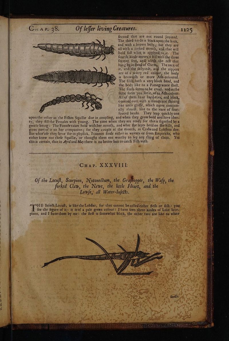 fecond that are not round joynted; and with a brown belly; but they are all with a forked mouth, and that will hold faft what is applyed.to it. The fourth kinde moves it felf-with the three former. feet, andi ufeth the. reft chat hang by.in fteadof Oares,. The neck of it, andthe failyards, and the nippers are of a watry red colgur, the body is brownifh or more Afh-coloured. The fifth; hath a very black head, and the body like to a Pomegranate fhell. The fixth-feems to be cruel, andinthe fame form you feeit, ofan Afh-colour. All of them have hard.eyes; and black, coyered over-with a, membrane fhining like unto glaffe, which move. continu- ally almoft, like to the-ears of four- footed beaíts. They leap quickly one uponthe other as the Fifhes Squille doe in coupling, and when they grow bold and have liber- ty, they fill the Females with young.’ The time when they are ready for thisis fignified by a gentle biting’: The Femaletakes hold withher mouth, and what fhe layes hold on fhekills, and gives partof it to her companion; for they couple at the mouth, as Crabsand Lobfters doe. But what ufe théy ferve for in phyfick, I cannot finde either in writers or from Empiricks, who either knew not thefe Squillz, or thought them not worthy to fay any thing of them. Yet thisis certain, that in Apri and May there is no better bait to catch Fifh with. The third:kindeis black upon the back, CHAP. XXXVIIE Of the Locuft, Scorpion, Notonectum, the Grafhopper, the Wafp, the forked Claw, the Newt, the little Heart, and the Lowfe, all Water-Infeéts. HE Infe&amp;-Locuft; is like the Lobfter, for that cannot be catled either flefh or fifb: you fee the figure of it: it isof a pale green colour: I bave feen three kindes of Lake Scor- pions, and I havethem by me: the firft is fomewhat black, the other two are like to white à
