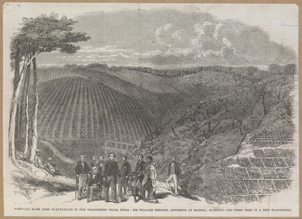Sir W. Denison and others planting the first quinine tree in the Neilgherry hills, India. Wood engraving by M. Jackson, 1862.