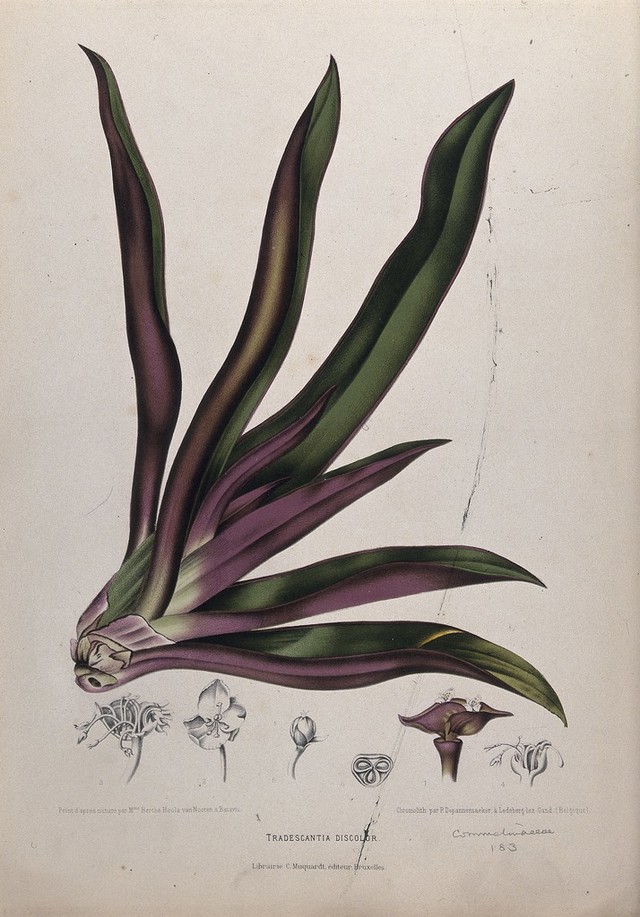 digitised image 1