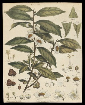 Tea plant (Camellia sinensis): flowering stem. Watercolour.